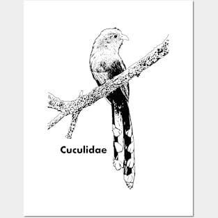 Birds Families - Cuculidae Posters and Art